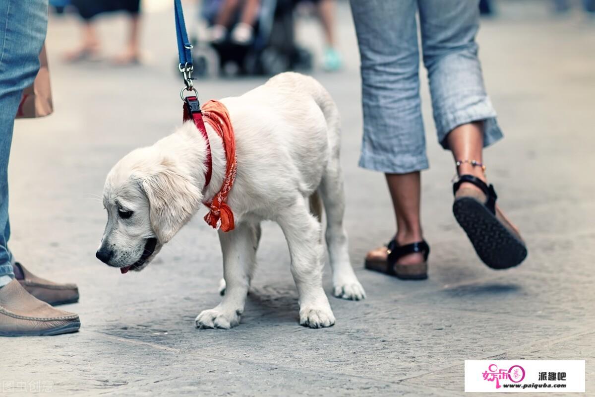 如何看待北漂女孩顾萌的两只爱犬绊倒晨练徐女士，索赔260万元？