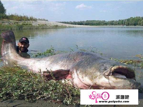 农村鱼塘的埃及鱼十几斤重一条，有的人说是垃圾鱼真的不能吃吗？