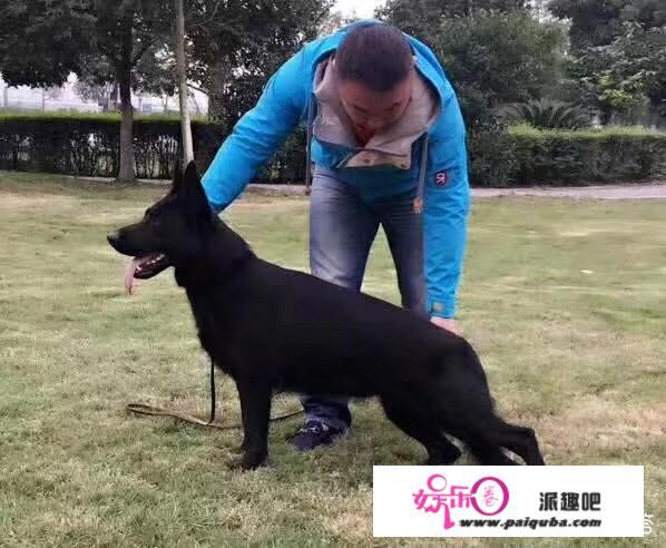 黑狼犬性格凶吗？